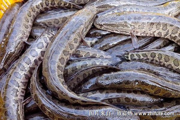 養(yǎng)殖黑魚(yú)苗種土池培育的管理技術(shù)