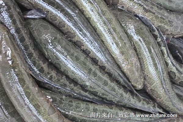養(yǎng)殖黑魚(yú)苗種土池培育的管理技術(shù)