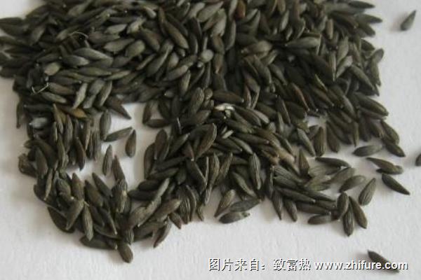 油麥菜種子價格多少錢一斤