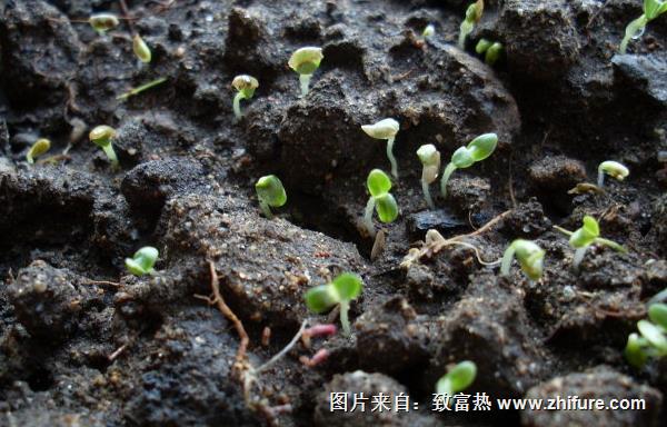 油麥菜種子價格多少錢一斤