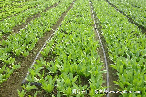 油麥菜種子價格多少錢一斤