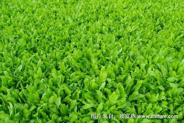 油麥菜種子價格多少錢一斤