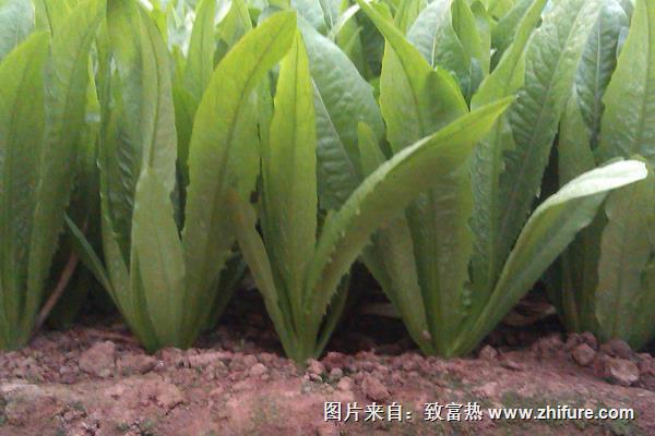 油麥菜種子價格多少錢一斤