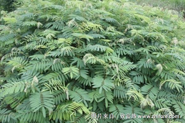 山毛豆種植技術(shù)