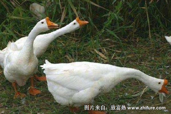 養(yǎng)鵝有市場嗎