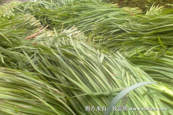 韭菜的功效與作用及禁忌