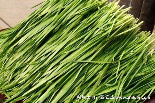 韭菜的功效與作用及禁忌