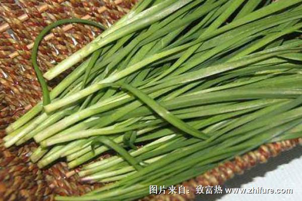 韭菜的功效與作用及禁忌