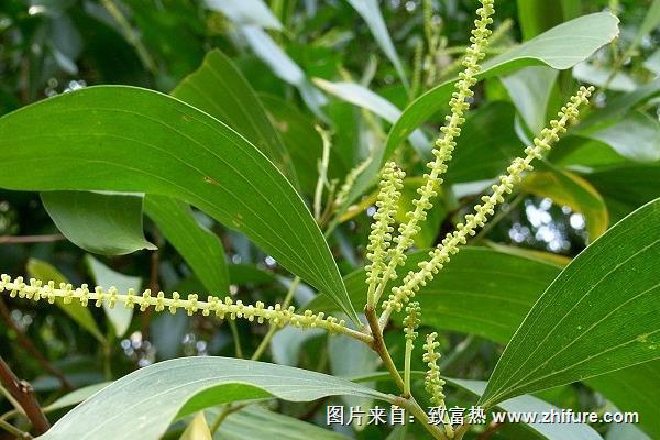 山毛豆種植技術