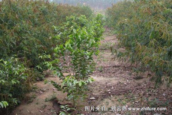 山毛豆種植技術