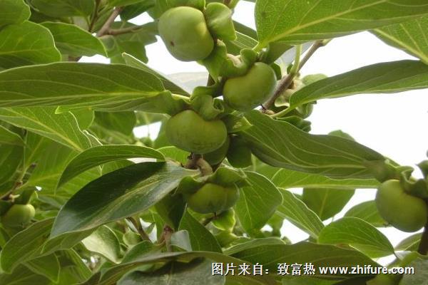 山毛豆種植技術