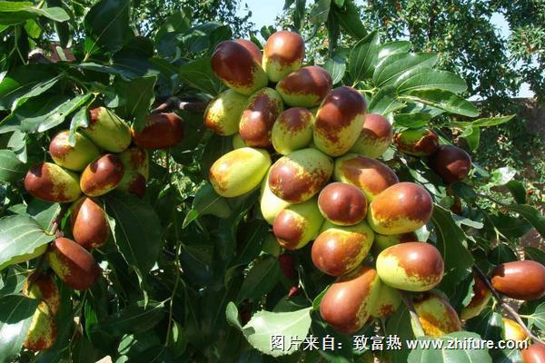 棗樹能嫁接嗎？棗樹能活多少年？