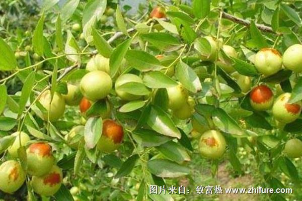 棗樹能嫁接嗎?棗樹能活多少年?