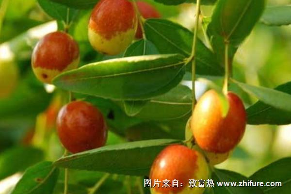 棗樹能嫁接嗎?棗樹能活多少年?