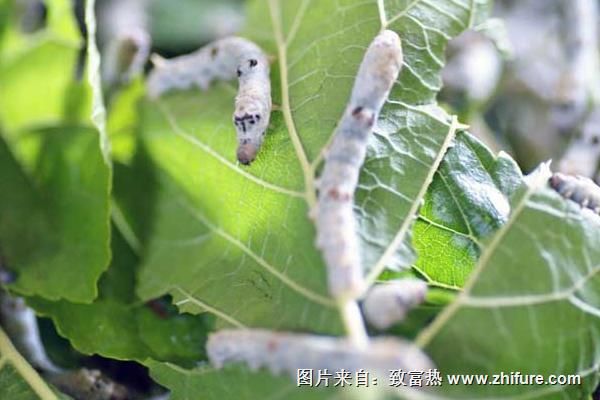 桑葉在養蠶過程中的喂養