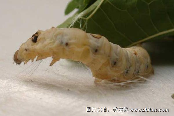 桑葉在養蠶過程中的喂養