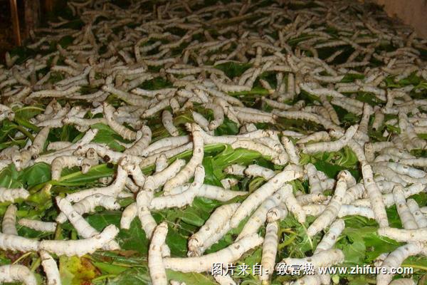 桑葉在養蠶過程中的喂養