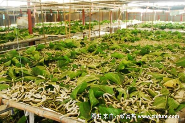 桑葉在養蠶過程中的喂養