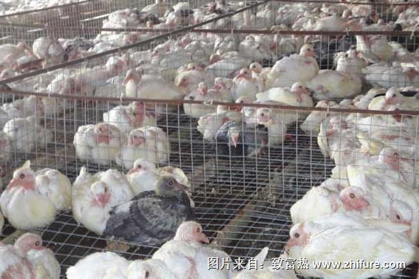 養鴿子能賺錢嗎