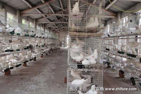 養鴿子能賺錢嗎