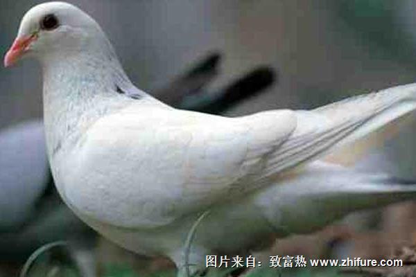 養鴿子能賺錢嗎