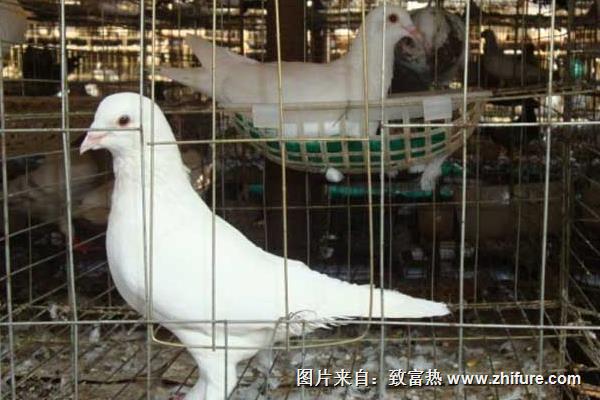 養鴿子能賺錢嗎