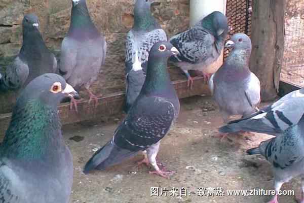 養鴿子能賺錢嗎