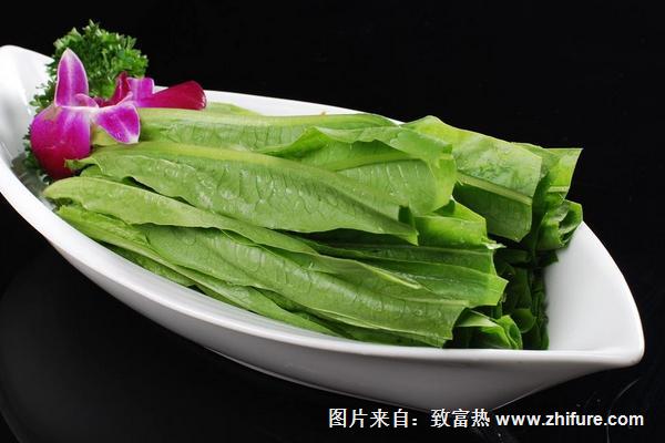 油麥菜圖片大全