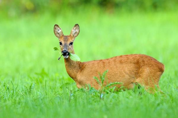 生態特種養殖狍子致富增收好手段