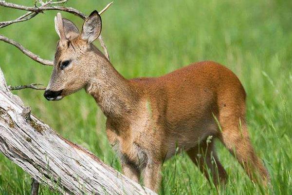 生態特種養殖狍子致富增收好手段