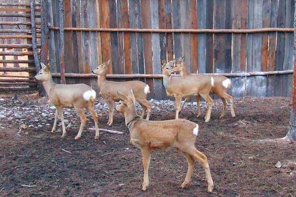 生態特種養殖狍子致富增收好手段