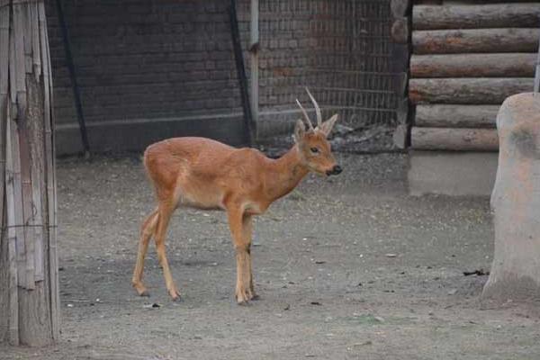 生態特種養殖狍子致富增收好手段
