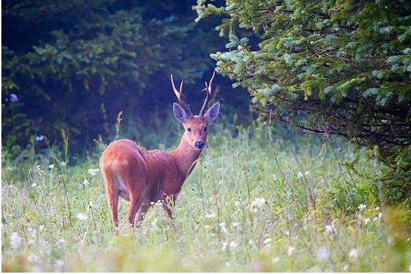 生態特種養殖狍子致富增收好手段
