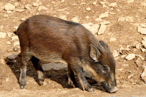 鵪鶉被列入保護(hù)動(dòng)物 禁止捕獵