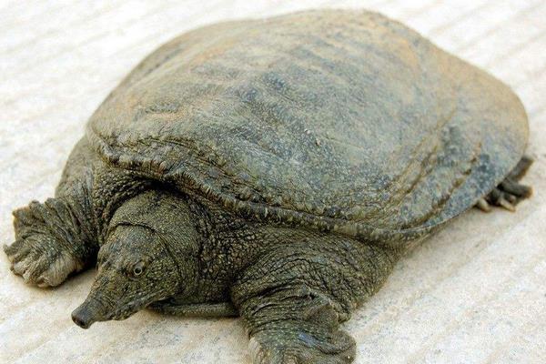 鵪鶉被列入保護(hù)動(dòng)物 禁止捕獵