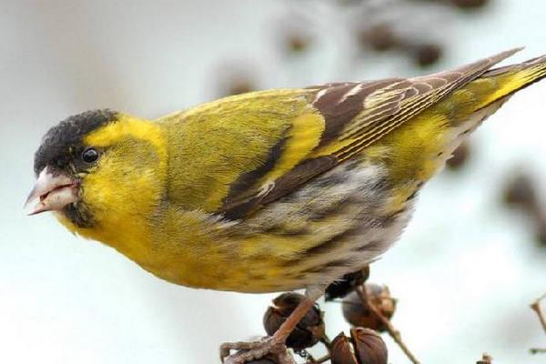 鵪鶉被列入保護(hù)動(dòng)物 禁止捕獵