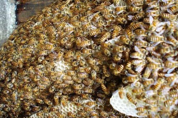 鵪鶉被列入保護(hù)動(dòng)物 禁止捕獵