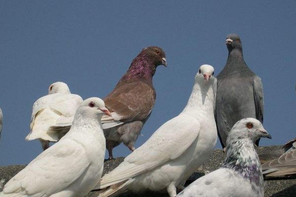 養(yǎng)鴿器具等