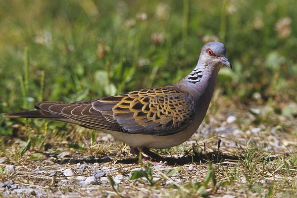 養(yǎng)鴿器具等