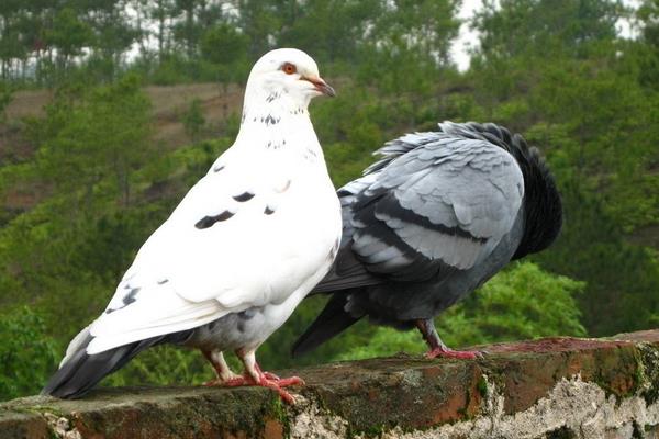 養(yǎng)鴿器具等