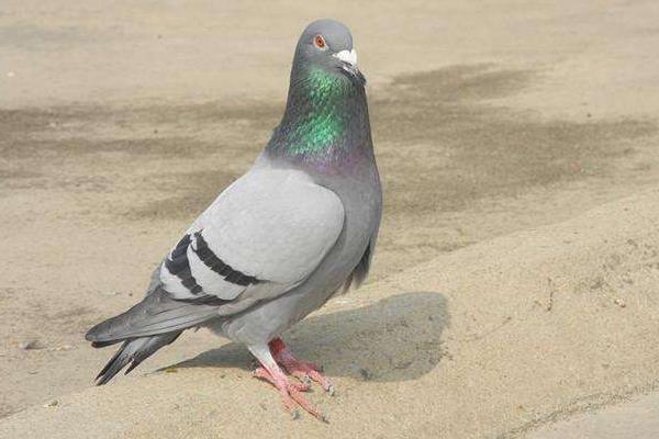 養(yǎng)鴿器具等