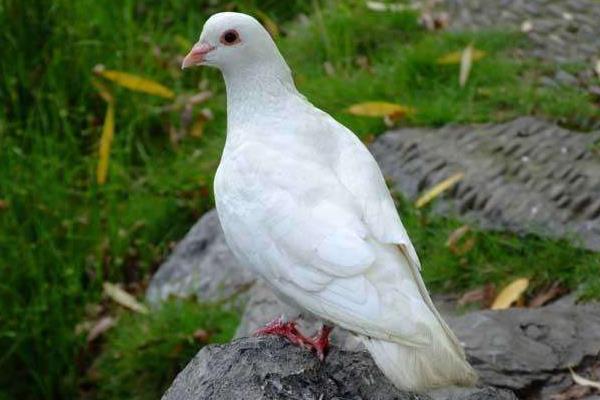 養(yǎng)鴿器具等