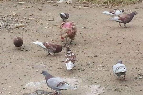 養(yǎng)鴿器具等