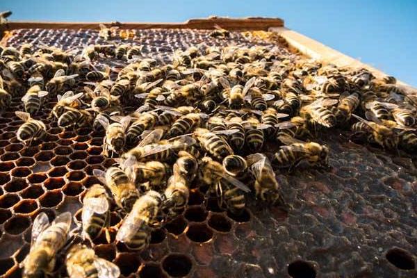 大棚里種草莓養蜜蜂