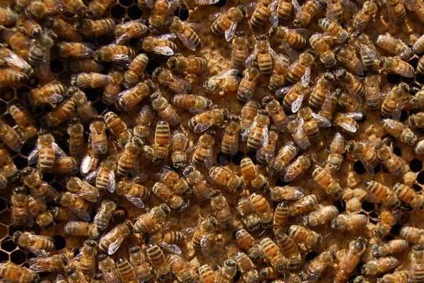 大棚里種草莓養蜜蜂