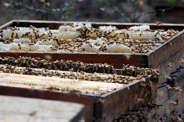 大棚里種草莓養蜜蜂