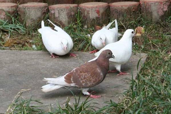 養(yǎng)鴿器具等