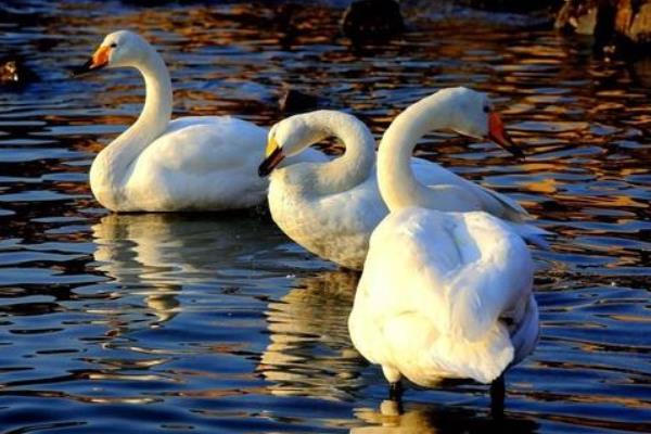 養(yǎng)鵝能賺錢嗎