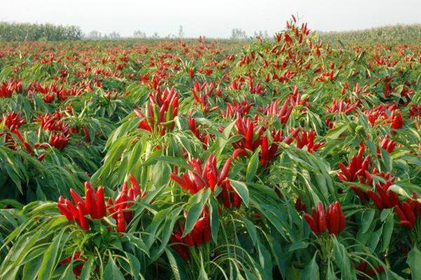 三櫻椒種植新技術(shù)