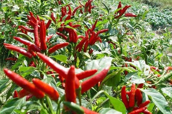 三櫻椒種植新技術(shù)